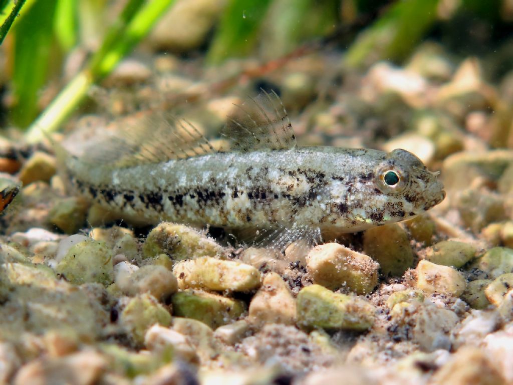 Gobius couchi da Livorno